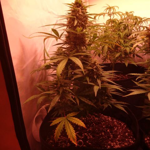Northern Lights Automatic growlog timeline photo