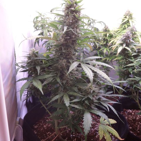 Northern Lights Automatic growlog timeline photo