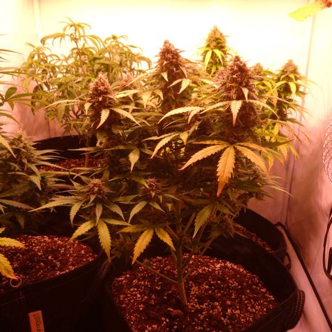 Royal Haze Automatic growlog timeline photo