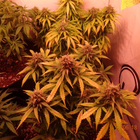 Royal Haze Automatic growlog timeline photo