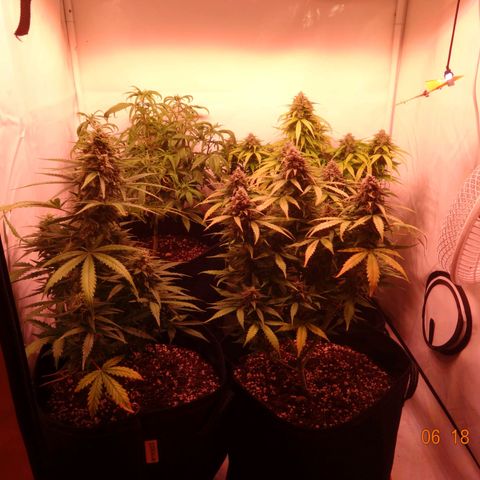 Bubble Kush Automatic growlog timeline photo