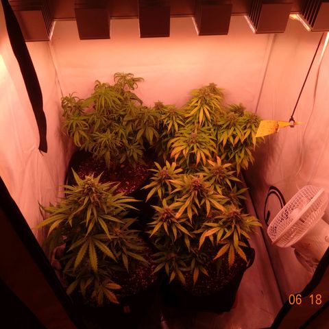 Bubble Kush Automatic growlog timeline photo