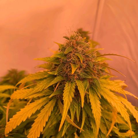 Bubble Kush Automatic growlog timeline photo