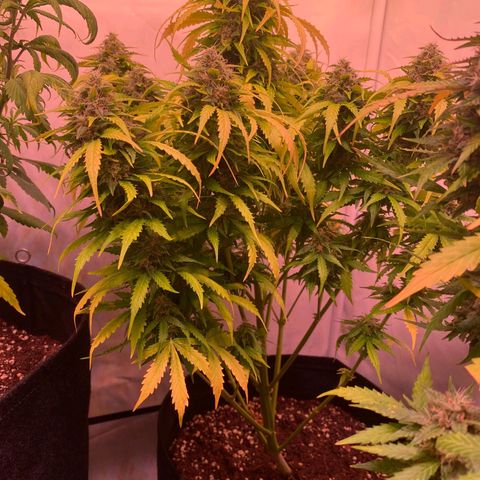 Bubble Kush Automatic growlog timeline photo