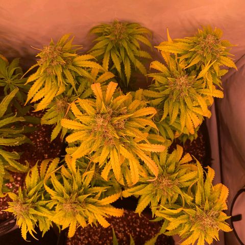 Bubble Kush Automatic growlog timeline photo