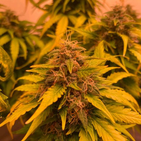 Bubble Kush Automatic growlog timeline photo