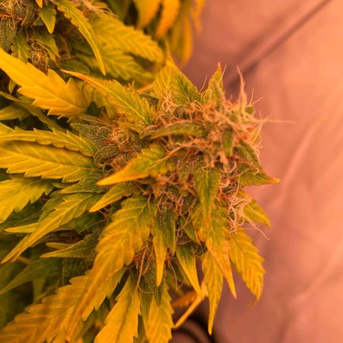Bubble Kush Automatic growlog timeline photo