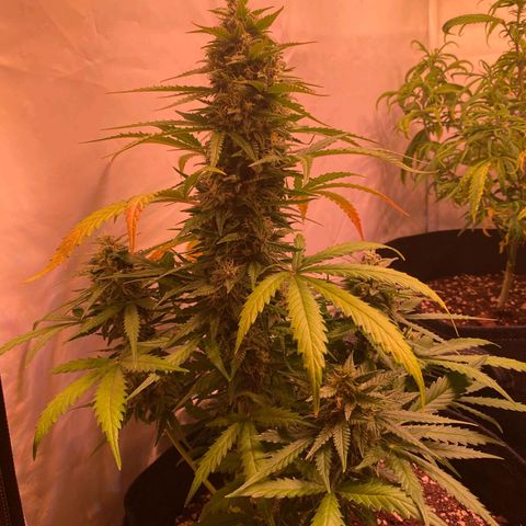 Northern Lights Automatic growlog timeline photo