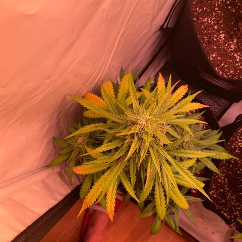 Northern Lights Automatic growlog timeline photo