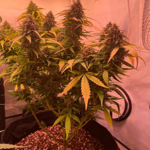 Royal Haze Automatic growlog timeline photo