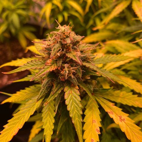 Royal Haze Automatic growlog timeline photo