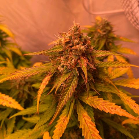Royal Haze Automatic growlog timeline photo