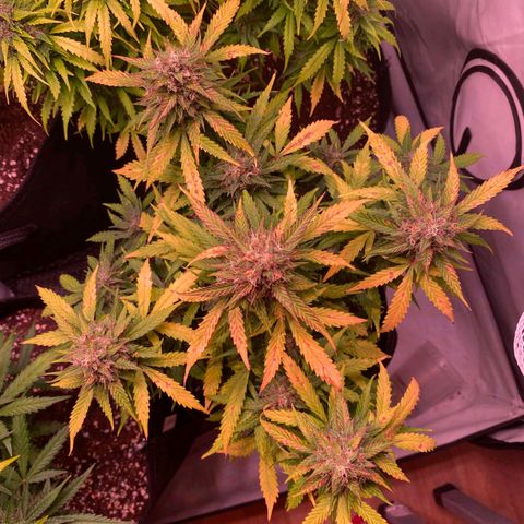 Royal Haze Automatic growlog timeline photo
