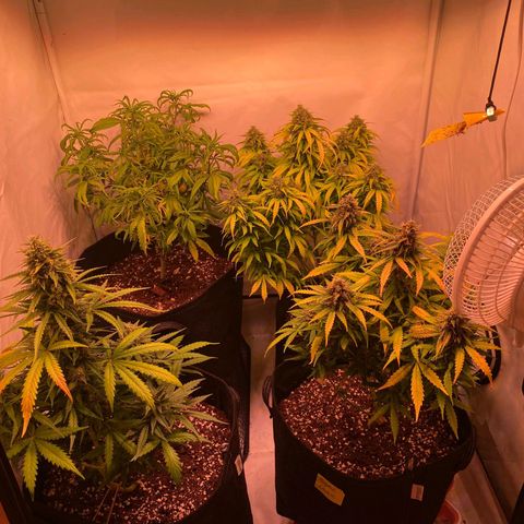 Bubble Kush Automatic growlog timeline photo