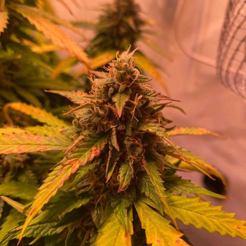 Royal Haze Automatic growlog timeline photo