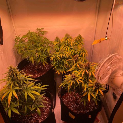 Bubble Kush Automatic growlog timeline photo
