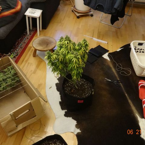 Bubble Kush Automatic growlog timeline photo