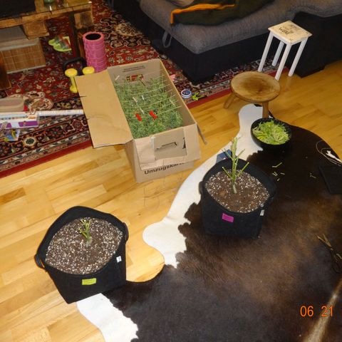 Bubble Kush Automatic growlog timeline photo