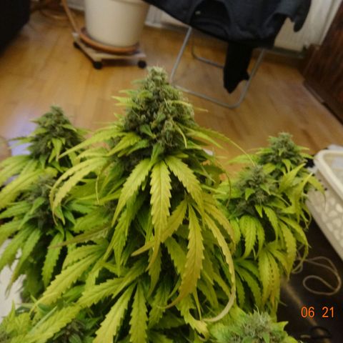 Bubble Kush Automatic growlog timeline photo
