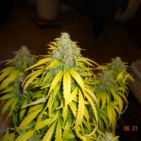 Bubble Kush Automatic growlog timeline photo