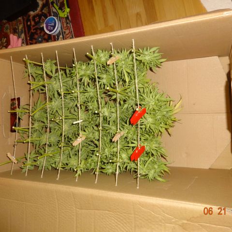 Bubble Kush Automatic growlog timeline photo