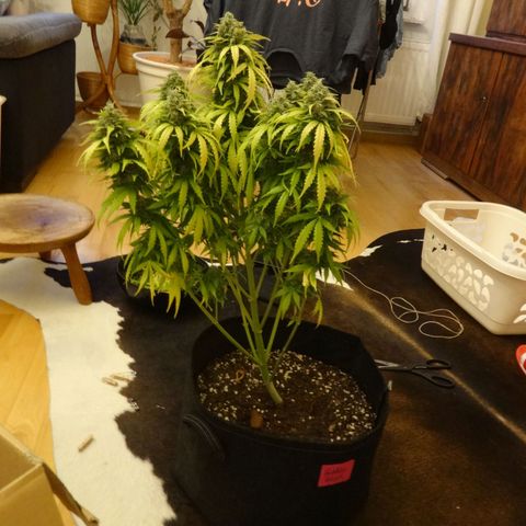 Bubble Kush Automatic growlog timeline photo