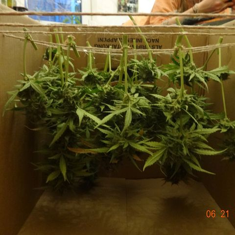 Royal Haze Automatic growlog timeline photo