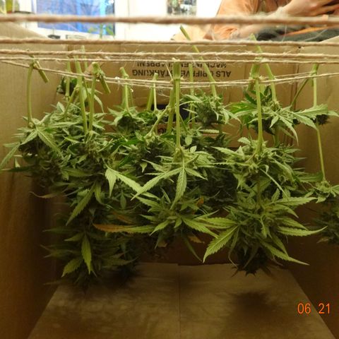 Royal Haze Automatic growlog timeline photo