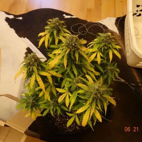 Royal Haze Automatic growlog timeline photo
