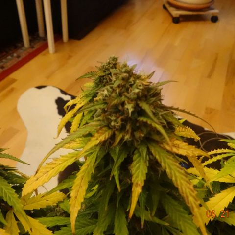 Royal Haze Automatic growlog timeline photo