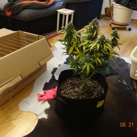 Royal Haze Automatic growlog timeline photo
