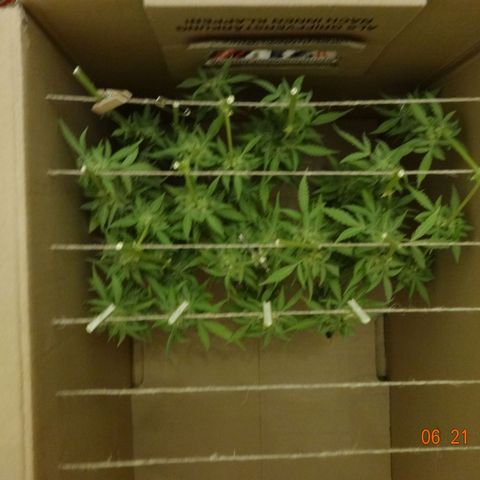 Royal Haze Automatic growlog timeline photo