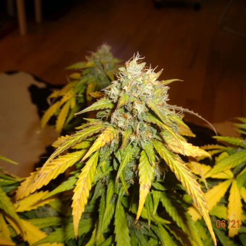 Royal Haze Automatic growlog timeline photo