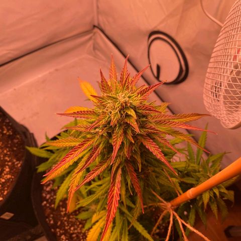 Northern Lights Automatic growlog timeline photo