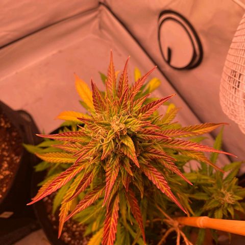 Northern Lights Automatic growlog timeline photo