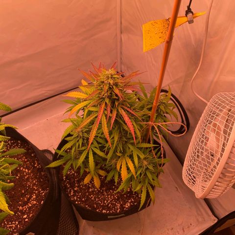 Northern Lights Automatic growlog timeline photo