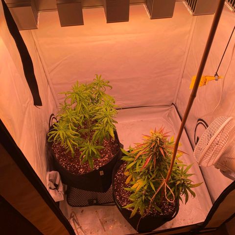 Bubble Kush Automatic growlog timeline photo
