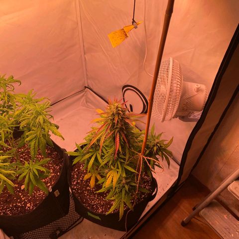 Bubble Kush Automatic growlog timeline photo