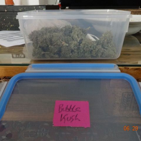 Bubble Kush Automatic growlog timeline photo