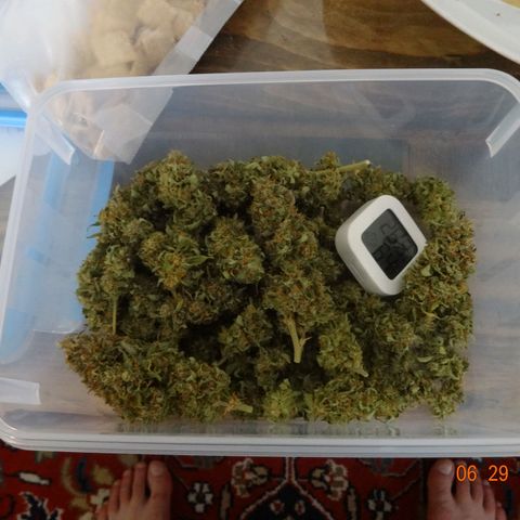 Bubble Kush Automatic growlog timeline photo
