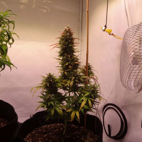 Northern Lights Automatic growlog timeline photo