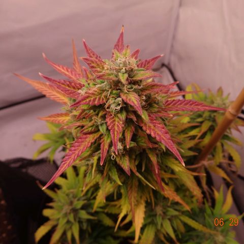 Northern Lights Automatic growlog timeline photo