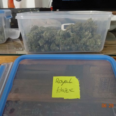 Royal Haze Automatic growlog timeline photo