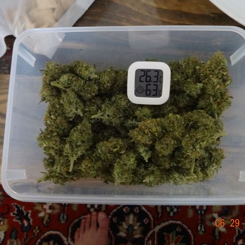 Royal Haze Automatic growlog timeline photo