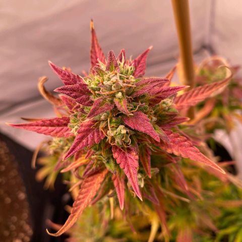 Northern Lights Automatic growlog timeline photo