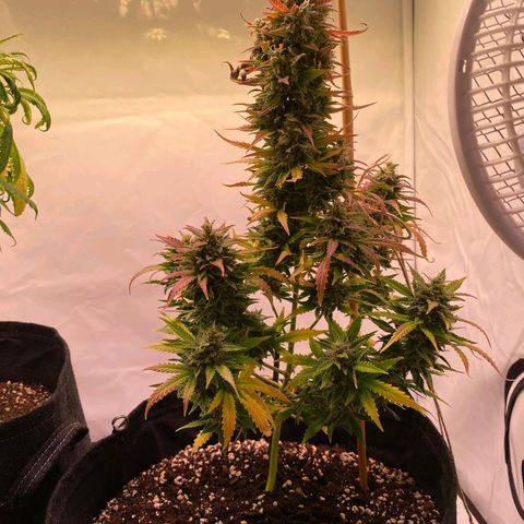 Northern Lights Automatic growlog timeline photo