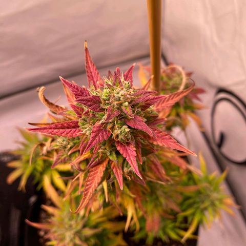 Northern Lights Automatic growlog timeline photo
