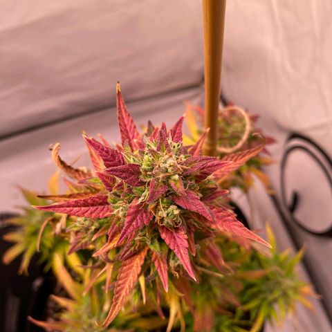 Northern Lights Automatic growlog timeline photo
