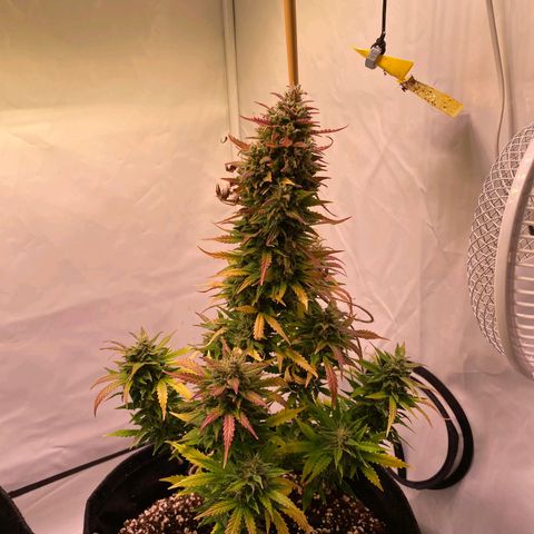 Northern Lights Automatic growlog timeline photo