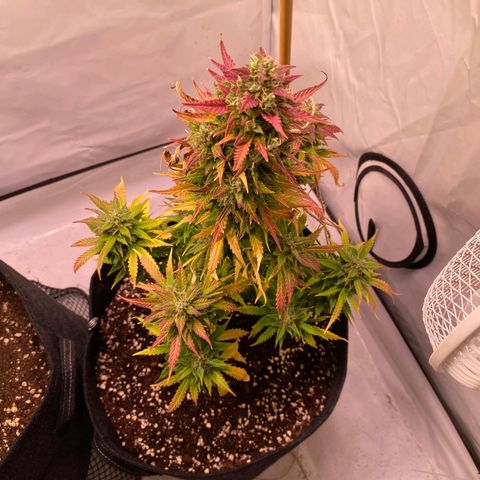 Northern Lights Automatic growlog timeline photo